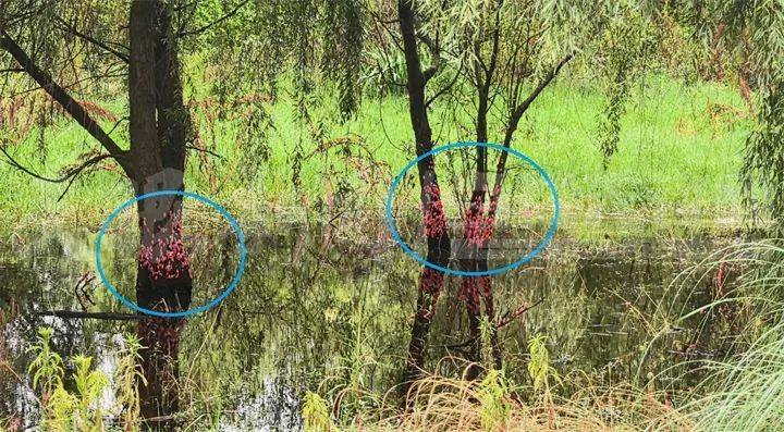 东亚足球锦标赛2025(在南韩)_头皮发麻东亚足球锦标赛2025(在南韩)！贵阳十里河滩的树干被“染”成粉色