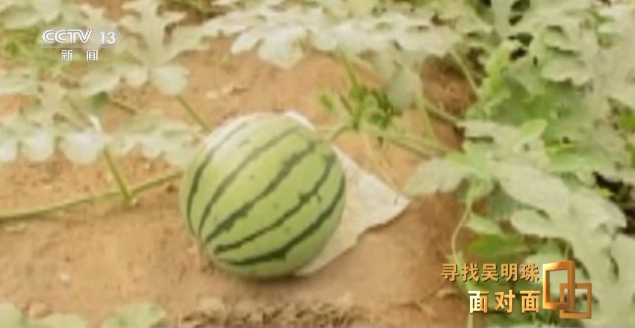 皇冠信用网出租足球_面对面丨中国人的吃瓜自由要感谢她皇冠信用网出租足球！吴明珠说她的一生就是结几个好瓜献给人民