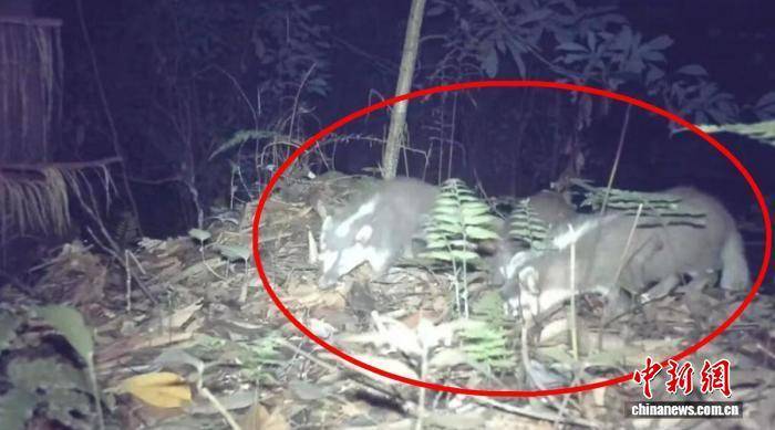 金浦vs全罗南道天龙_四川荣县：红外相机捕捉到“兽群大片”