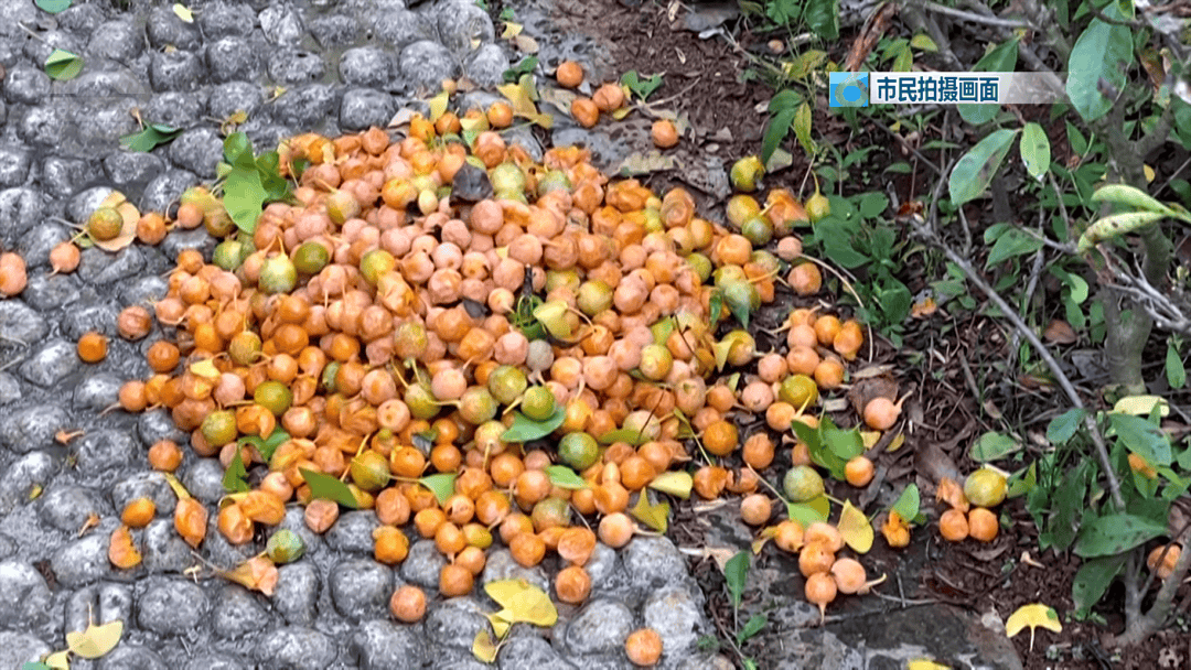 皇冠信用网需要押金吗_不要捡皇冠信用网需要押金吗!不要吃!昆明街头正大量出现……