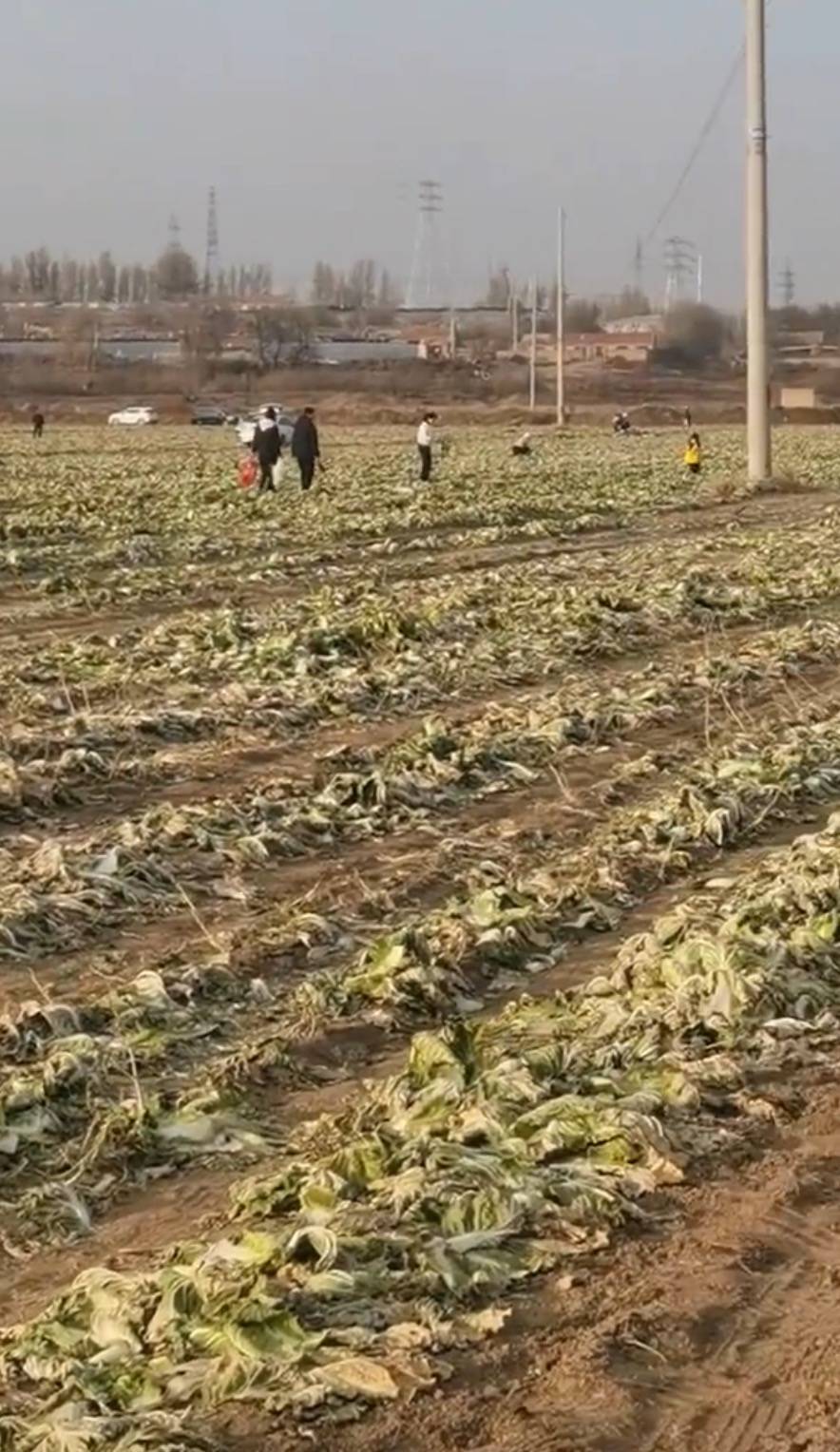 皇冠信用网出租代理_赤峰通报“因网传白菜免费信息皇冠信用网出租代理，致菜农白菜地被他人采收”一事：已成立联合调查组