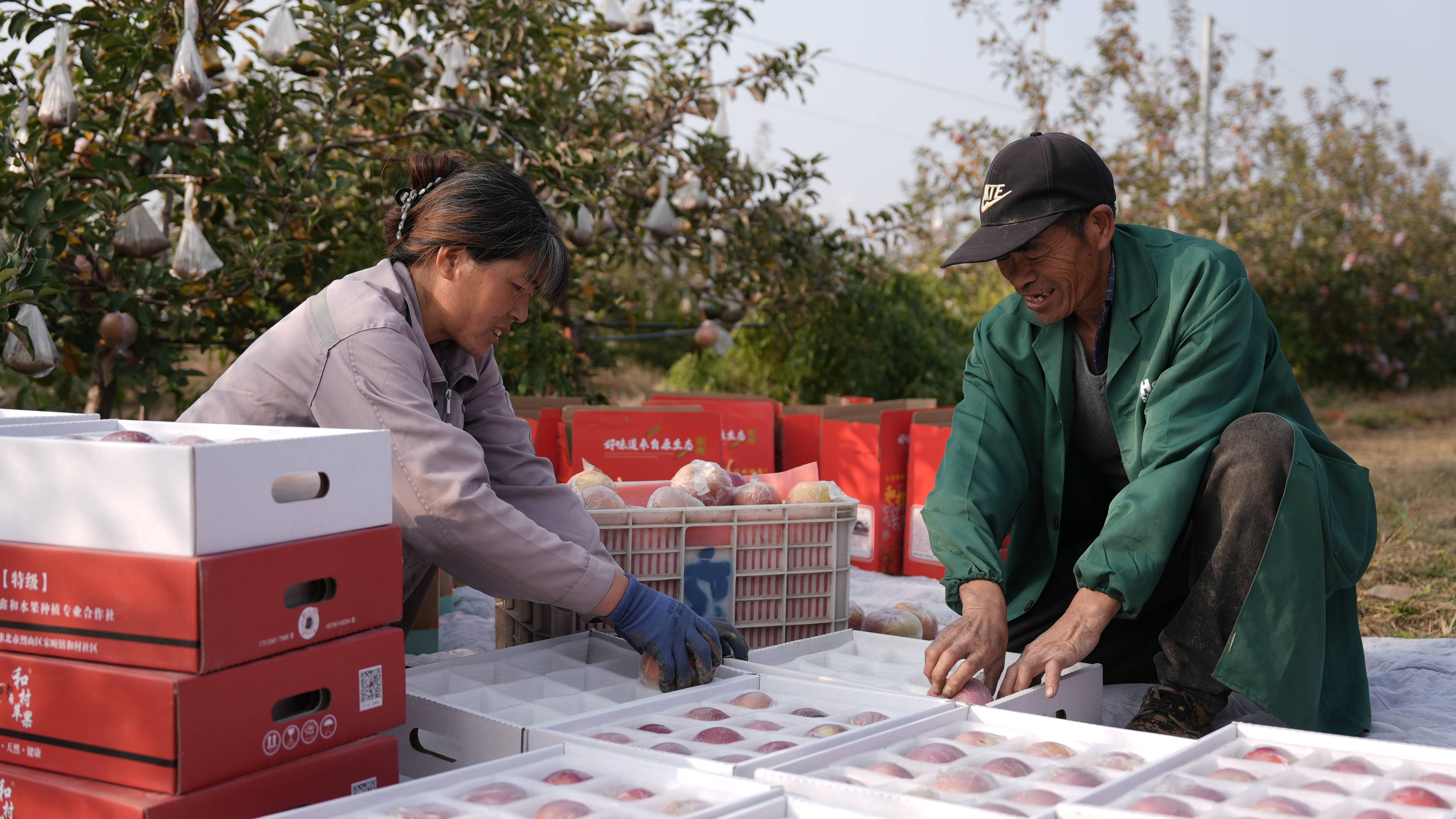 皇冠信用网平台开户_“淮北为啥不种橘子皇冠信用网平台开户？”果农：因为我们有更甜的王牌
