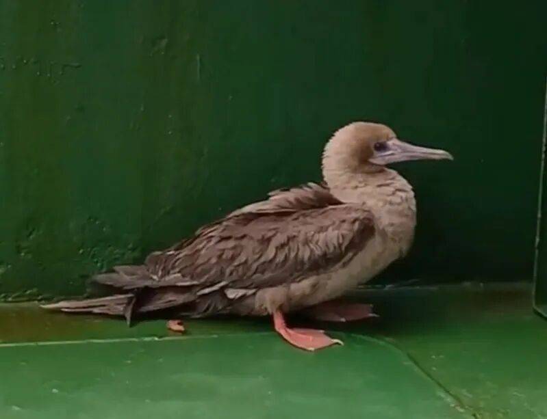 皇冠信用網代理平台
_时隔114年皇冠信用網代理平台
,它再次现身中国,罕见物种重现引关注