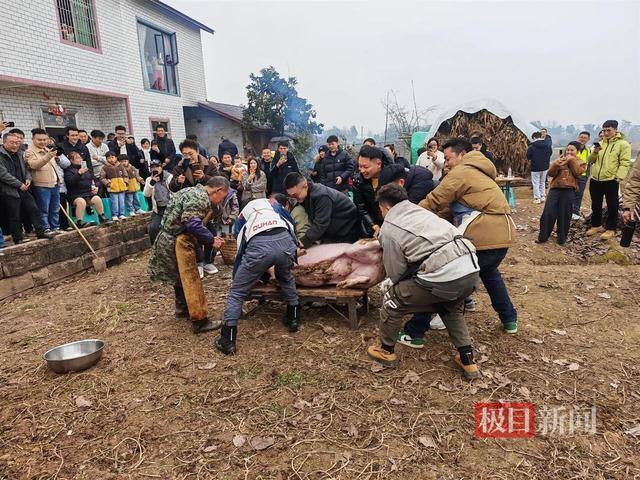 皇冠b盘
_两头猪何以引发全网狂欢皇冠b盘
?丨顶端观察